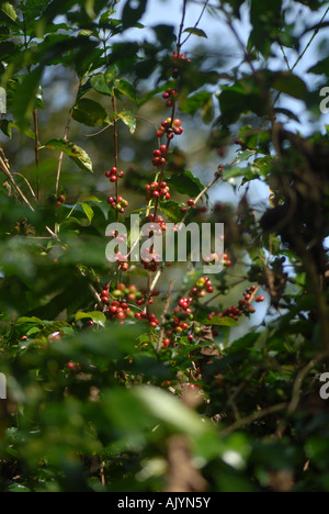 Kaffee im Kaffee Baum/Busch, Choche, Äthiopien reif Stockfoto