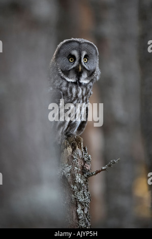 Vogel große graue Eule Strix Nebulosa im Wald Stockfoto