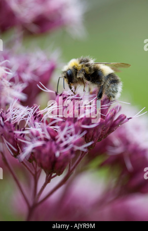 Bombas Terrestris Buff tailed Bumble Bee Fütterung auf Eupatorium Purpureum Pflanze Stockfoto