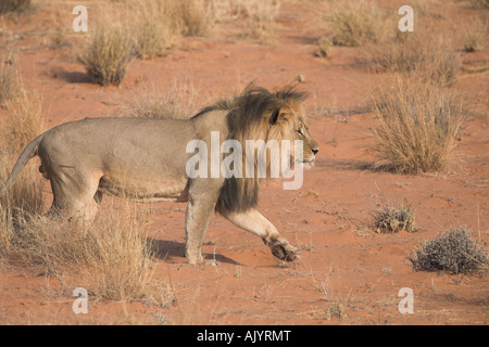 Schwarz-maned afrikanischen Löwen zu Fuß in der Kalahari-Wüste Stockfoto