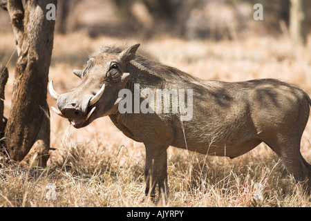 Gemeinsame Warzenschwein in Südafrika Stockfoto