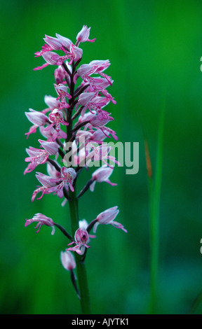 Militärische Orchidee / Helm-Knabenkraut Stockfoto