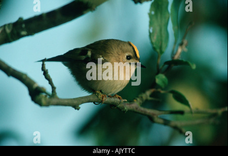 Firecrest / Sommergoldhaehnchen Stockfoto