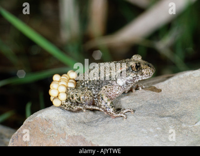 Hebamme-Kröte / Geburtshelferkroete Stockfoto