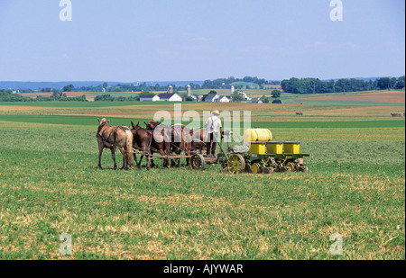 Eine amische Bauer treibt sein Pferd gezeichneten Wagen in einem Feld in der Nähe seiner farm Stockfoto