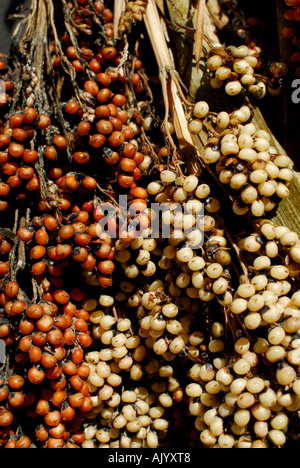 rote Hirse und weißen Sorghum-Korn in der Sonne trocknen Stockfoto