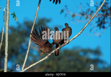 Chaco Chachalaca / Chacoguan Stockfoto