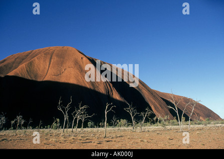 Süd-Pazifik Australien OUTBACK A Ansicht von Eukalyptusbäumen am Ayers Rock im australischen Outback