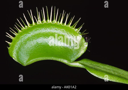 Venusfliegenfalle nach der Aufnahme einer Stubenfliege Stockfoto