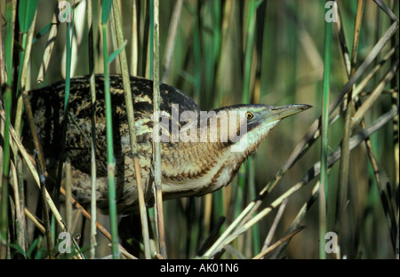 Eurasische Rohrdommel / Grosse Rohrdommel Stockfoto