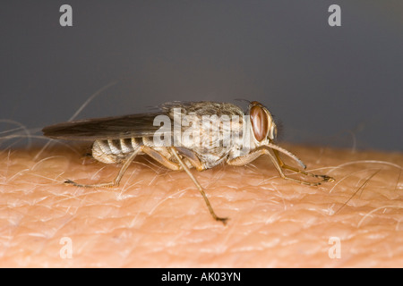 Männlichen Savannah Tsetse-Fliege (Glossina Morsitans Morsitans) sitzen auf einem menschlichen arm Stockfoto