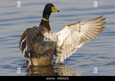 Männliche Stockente Flügel nach dem Baden trocknen Stockfoto