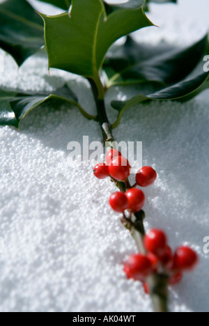 Nahaufnahme Bild von Holly mit roten Beeren auf faux Schnee erschossen Stockfoto