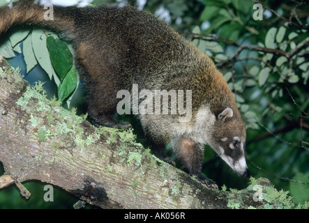 White-gerochene Nasenbär (Nasua Narica) im Baum, La Amistad Nationalpark, Costa Rica Stockfoto