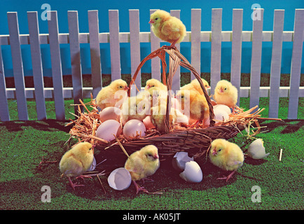 Studio Bild von Frisch geschlüpfte Ostern Küken und Eier im Korb. Stockfoto