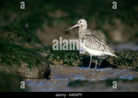 Schwarz-angebundene Uferschnepfe Limosa Limosa Norfolk Stockfoto