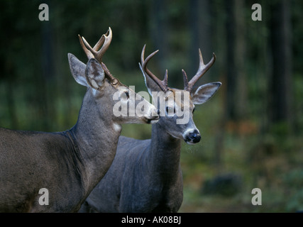 Zwei Whitetail Bock Reh im Regenwald in zentrale Washington Cascade Mountains in der Nähe von Mount Rainier Nationalpark Stockfoto