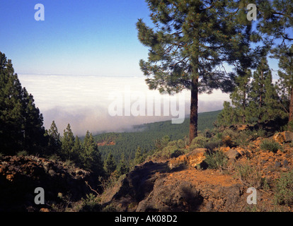 Montieren Sie über den Wolken oben Schönheit Wolkengebilde oberste Spitze Kiefer Baum Himmel National Park-Teneriffa-Kanarische Inseln-Spanien-Europa Stockfoto