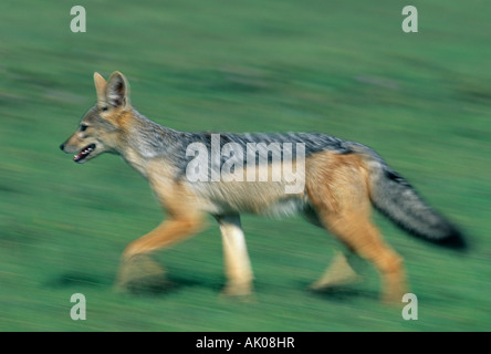 Black-Backed Jackal (Canis Mesomelas) Masai Mara Reserve, Kenia Stockfoto