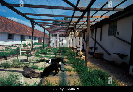 Tierheim / Eisenach / Tierheim Stockfoto