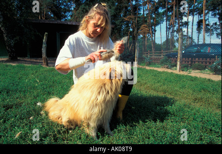 Keeper Bürsten Hund / Tierpflegerin Buerstet Hund Stockfoto