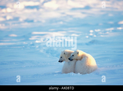 Eisbär / Eisbaer / Polarbaer Stockfoto