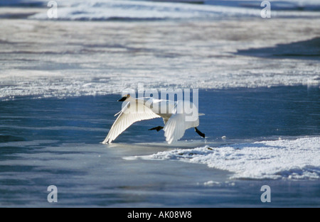 Trompeter Schwan / Trompeterschwan Stockfoto