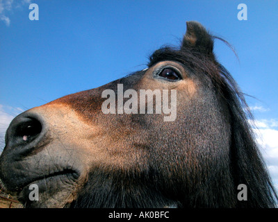 Kopfschuss Close-ups von Dartmoor Pony. Stockfoto