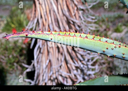 Nahaufnahme eines Blattes der Aloe Marlothii zeigt Details der Wirbelsäulen - Marloth Berg Aloe Stockfoto