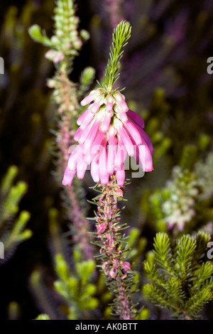 Heide / Heather [kein gemeinsamer Name] - Erica Verticillata-ausgestorben in der Wildnis Stockfoto