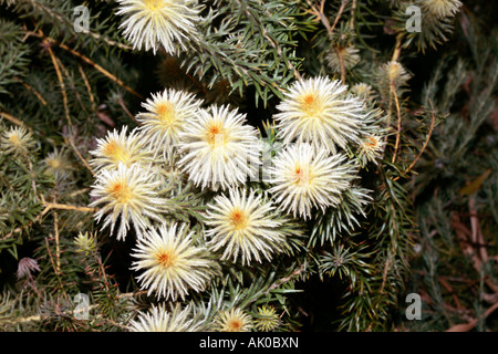 Nahaufnahme der Featherhead Busch - Phylica pubescens Stockfoto