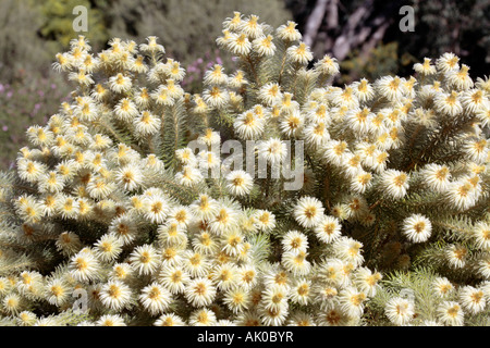 Featherhead Busch - Phylica pubescens Stockfoto