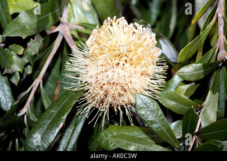 Banksia Blütenstand - Banksia integrifolia Stockfoto