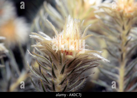 Nahaufnahme Seitenansicht einer Blume von der Featherhead - Phylica pubescens Stockfoto