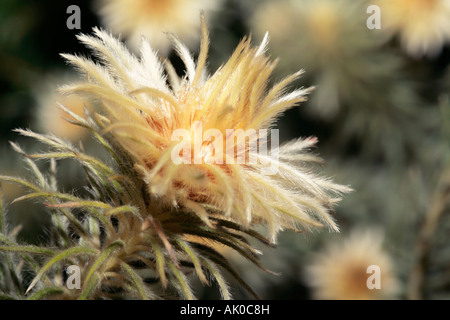 Nahaufnahme Seitenansicht einer Blume von der Featherhead - Phylica pubescens Stockfoto