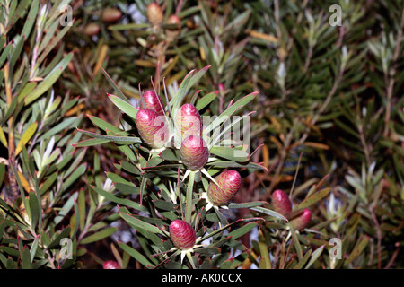 Weibliche Blüte der Karoo Conebush - Leucadendron nobile Stockfoto