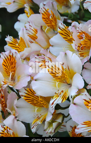 Weiß mit gelbem Schlund auf dieses robuste Alstromeria Ligtu Hybriden-Zypern Stockfoto