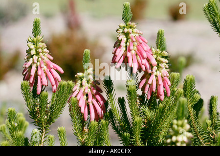 Kap-Heide / Heather [kein gemeinsamer Name] - Erica Verticillata-ausgestorben in der Wildnis - Familie Ericaceae Stockfoto