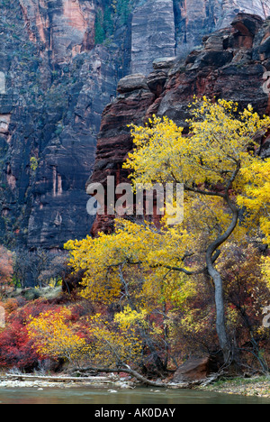 im Herbst farbige Bigtooth Ahorn und Pappeln, Temple of Sinawava Bereich in Zion National Park in Utah Stockfoto