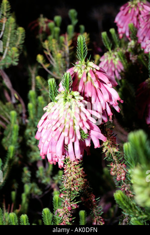 Kap-Heide / Heather [kein gemeinsamer Name] - Erica Verticillata-ausgestorben in der Wildnis - Familie Ericaceae Stockfoto