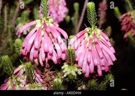 Kap-Heide / Heather [kein gemeinsamer Name] - Erica Verticillata-ausgestorben in der Wildnis - Familie Ericaceae Stockfoto