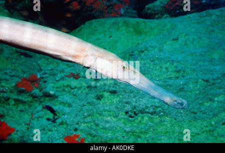 Trumpetfish Stockfoto