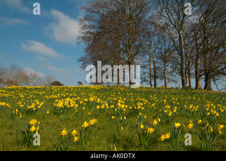 Grasbewachsenen Hügel mit Narzissen in einem Wäldchen Buche Bäume an der Spitze, Dublin, ireland Stockfoto