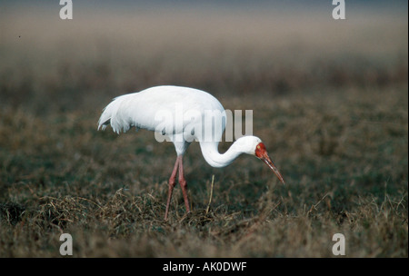 Große weiße Kranich / sibirische Kran / Schneekranich / Nonnenkranich Stockfoto