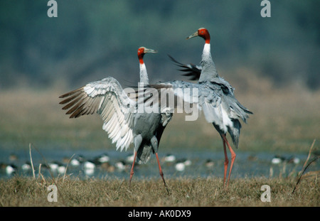 Stilicho Kran Stockfoto