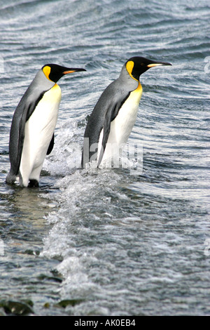 Hink Pinguine Rasse zu Tausenden an der St. Andrews Bay, Süd-Georgien, die größte Kolonie in der Welt Stockfoto