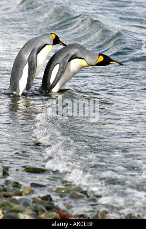 Knick Pinguine Rasse zu Tausenden an der St. Andrews Bay, Süd-Georgien, die größte Kolonie in der Welt Stockfoto