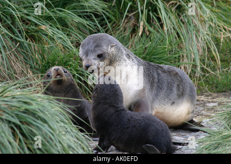 attraktive junge Seebär Pup auf die Karkasse Insel, Falkland-Inseln, Arctocephalus Australis Antarktis Stockfoto