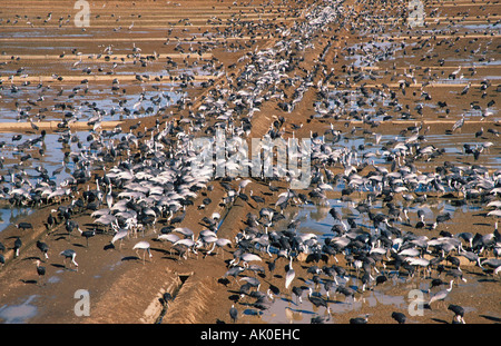 White-Himalaja-Kran und Kapuzen Kran / Weissnackenkranich Und Moenchskranich Stockfoto