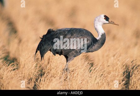 Kapuzen-Kran / Moenchskranich Stockfoto